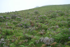 Hedyotis purpurascens